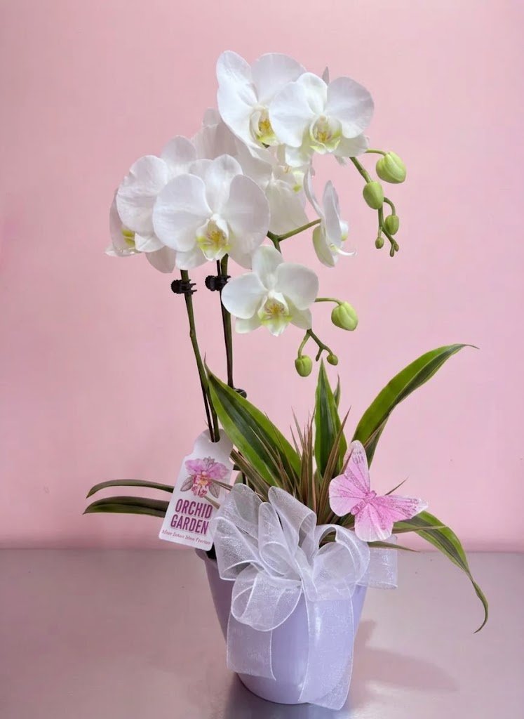 Dual Phalaenopsis Planter